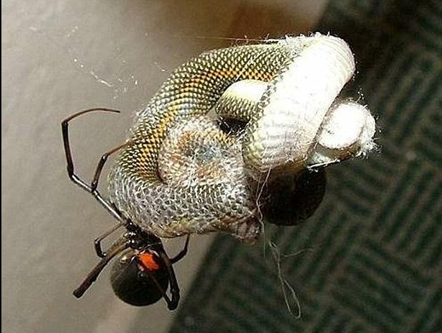 ����һĻ��ʵ���Ϸ�֩�벶��ȫ���̣�ͼ��