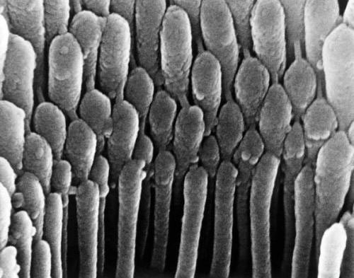 ���δ������������ͼƬ  ����ϸ��ͼ