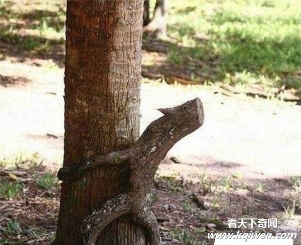 ���������̫�������Ǵ���Ȼ̫����